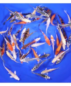 Alternative view of Standard Koi 3-4"