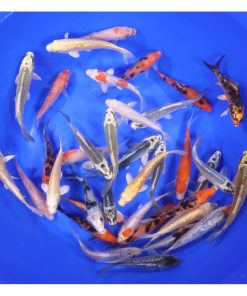 Standard Koi 4-5"