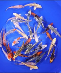 Alternative view of Standard Koi 4-5"