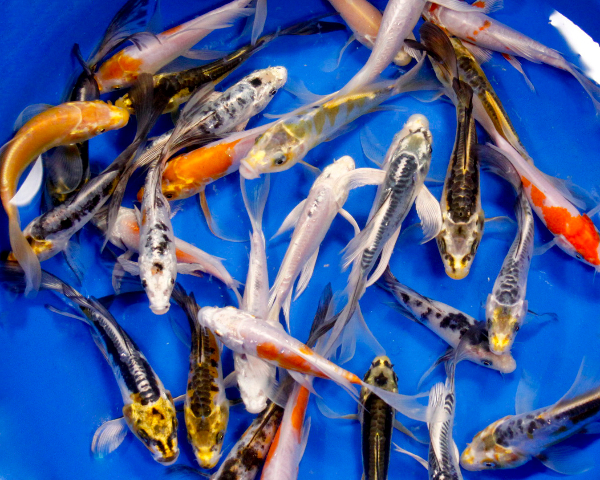 Alternative view of Standard Butterfly Koi 6-7"
