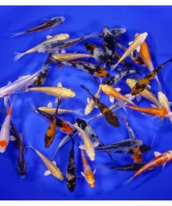 Premium Koi 3-4"