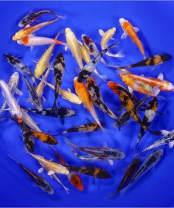 Alternative view of Premium Koi 3-4"