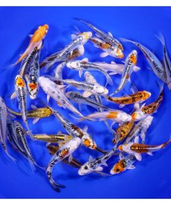 Skeleton Koi Mix 4-5"