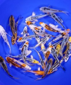 Alternative view of Skeleton Koi Mix 4-5"