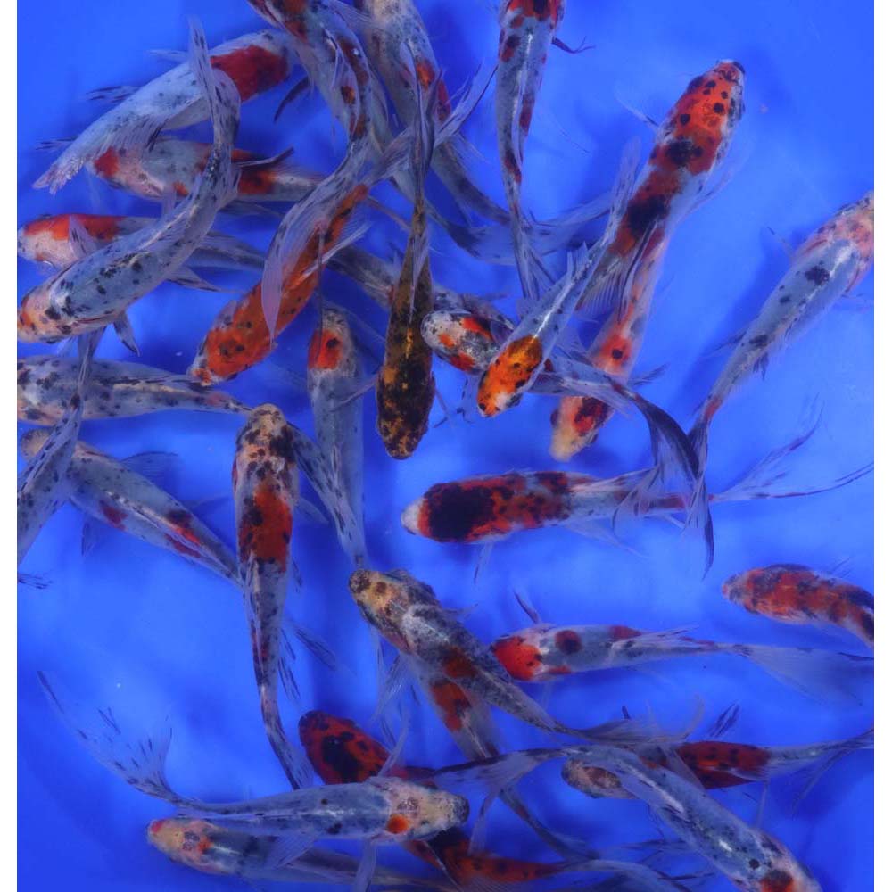 Alternative view of Shubunkin 4-5"