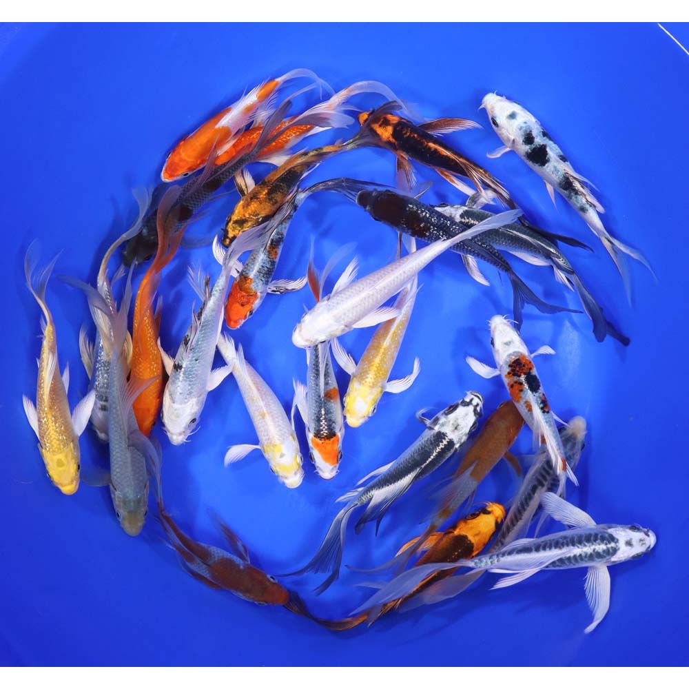 Standard Butterfly Koi 5-6"