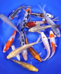 Standard Koi 6-7"