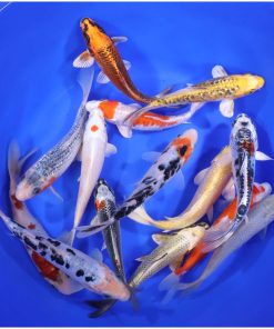 Alternative view of Standard Koi 6-7"