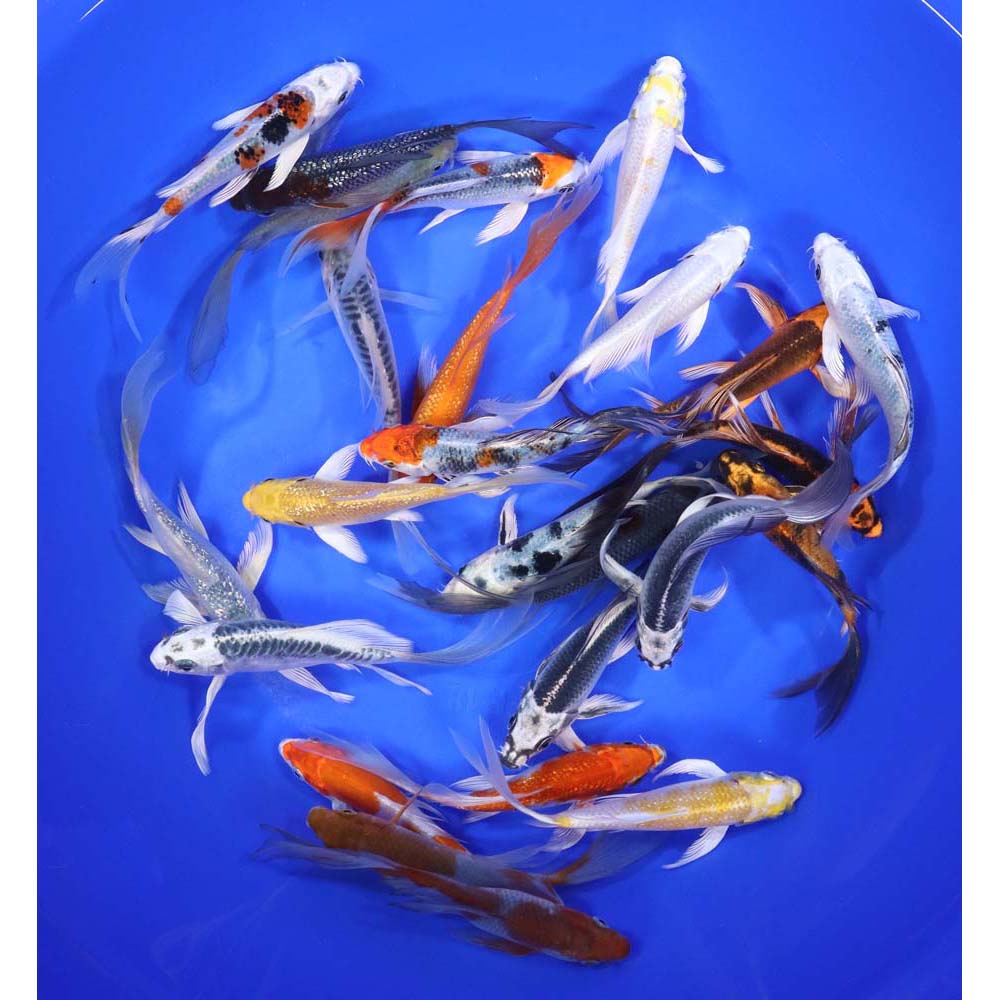 Alternative view of Standard Butterfly Koi 5-6"