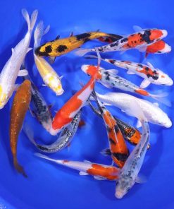 Premium Koi 6-7"