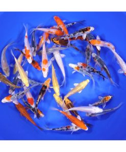 Premium Koi 4-5"