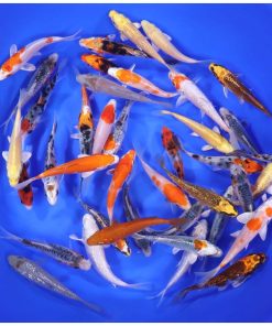 Alternative view of Premium Koi 4-5"