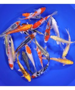 Premium Koi 5-6"
