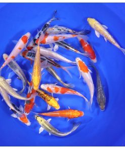 Alternative view of Premium Koi 5-6"