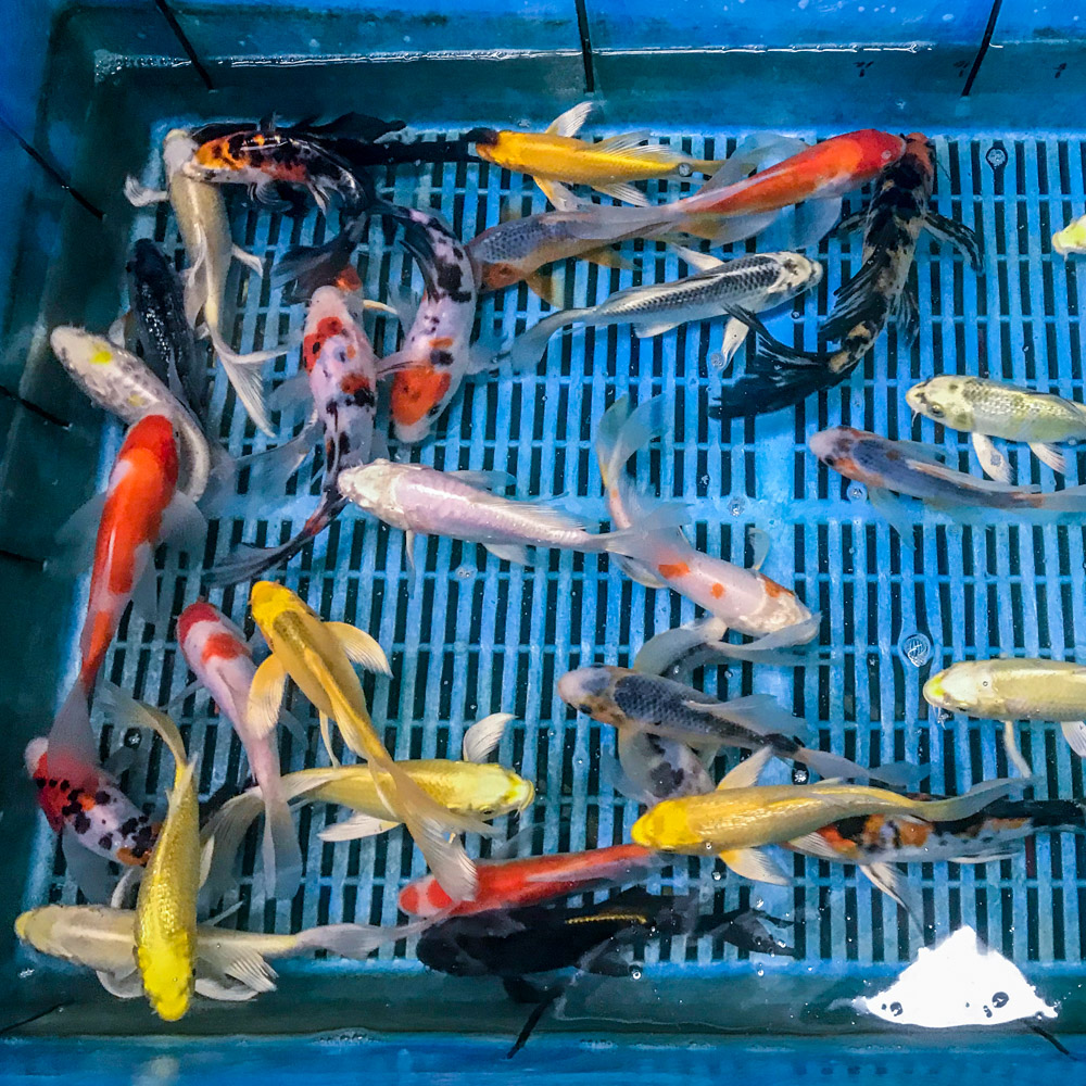 Standard Butterfly Koi 6-7"