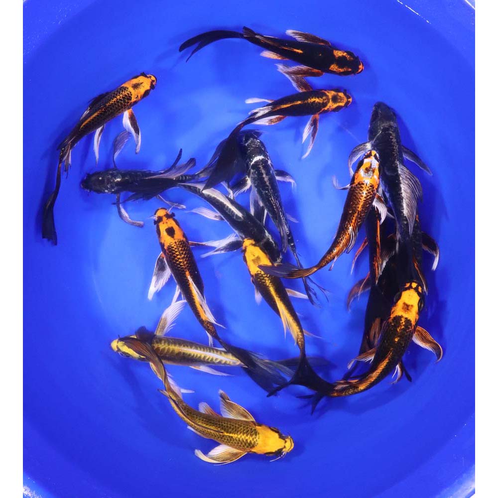 Alternative view of Skeleton Butterfly Koi 6-7"