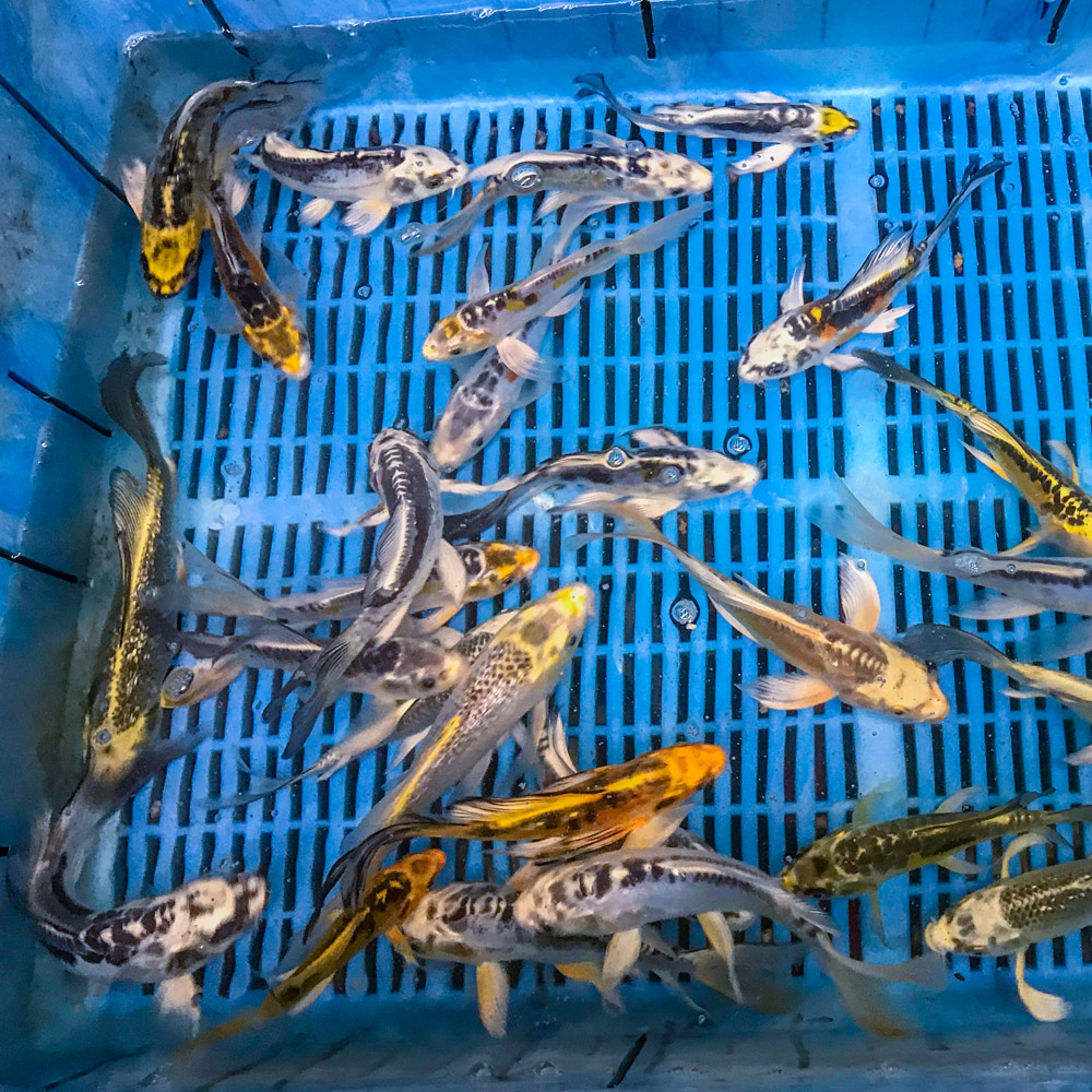 Alternative view of Skeleton Butterfly Koi 7-8"