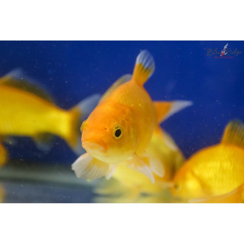 Alternative view of Apricot Comet 3-4"