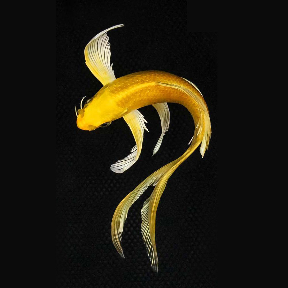 Yamabuki Ogon Butterfly Koi