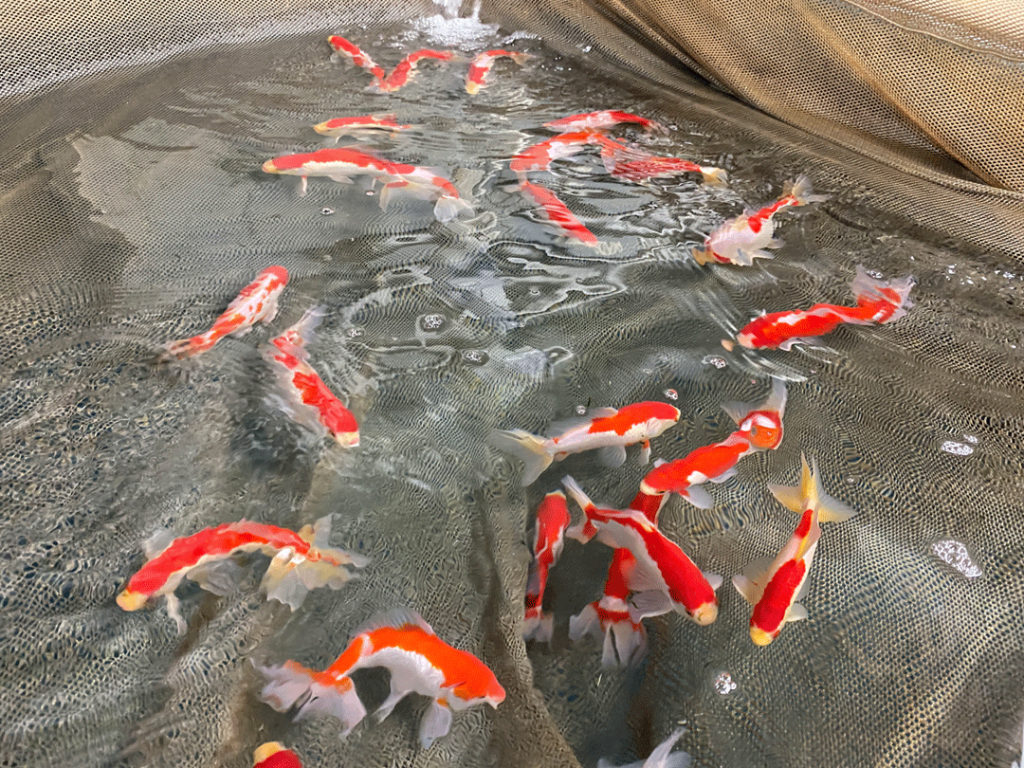 Goldfish in holding nets