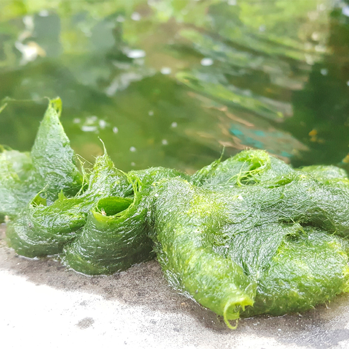 Algae