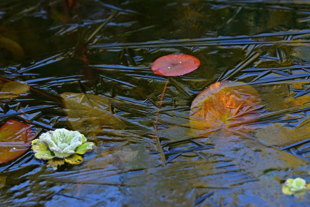 Pond surface with thin layer of ice forming on top