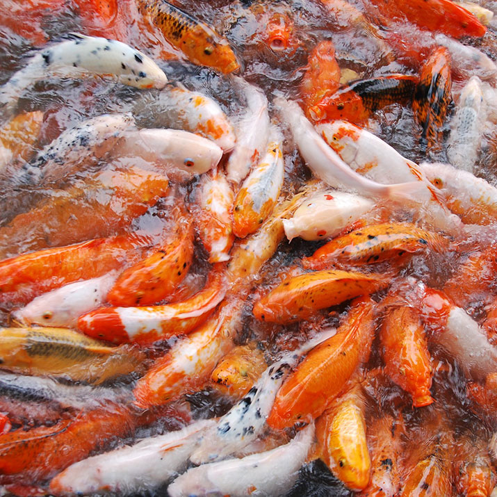 Koi at the surface