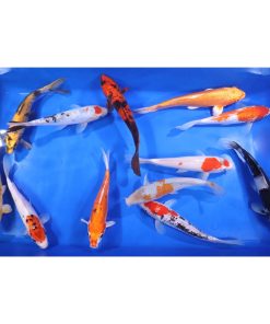 Standard Koi 8-10"