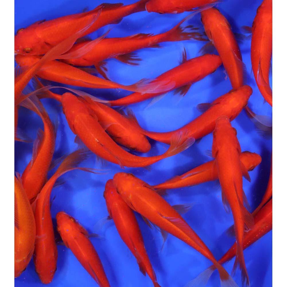 Alternative view of Red Comet 5-6"