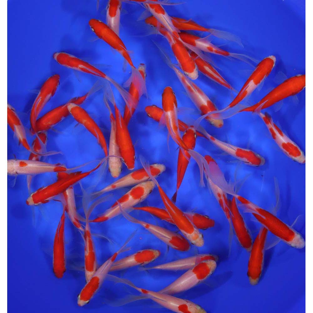 Alternative view of Sarasa Comet 4-5"