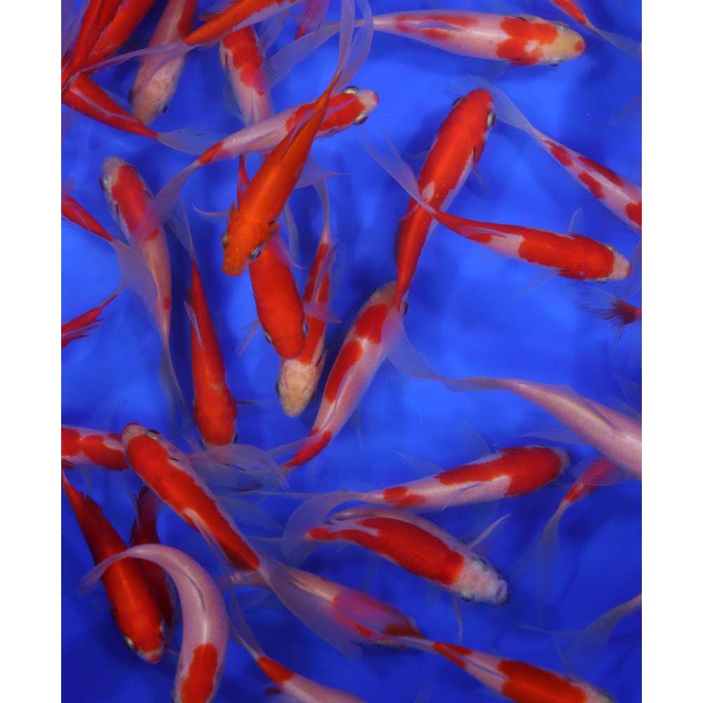 Sarasa Comet 4-5" - Image 3