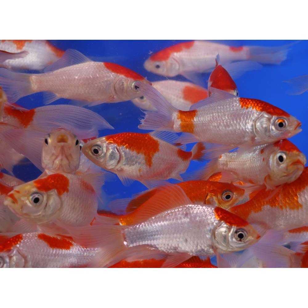 Sarasa Comet 4-5" - Image 4