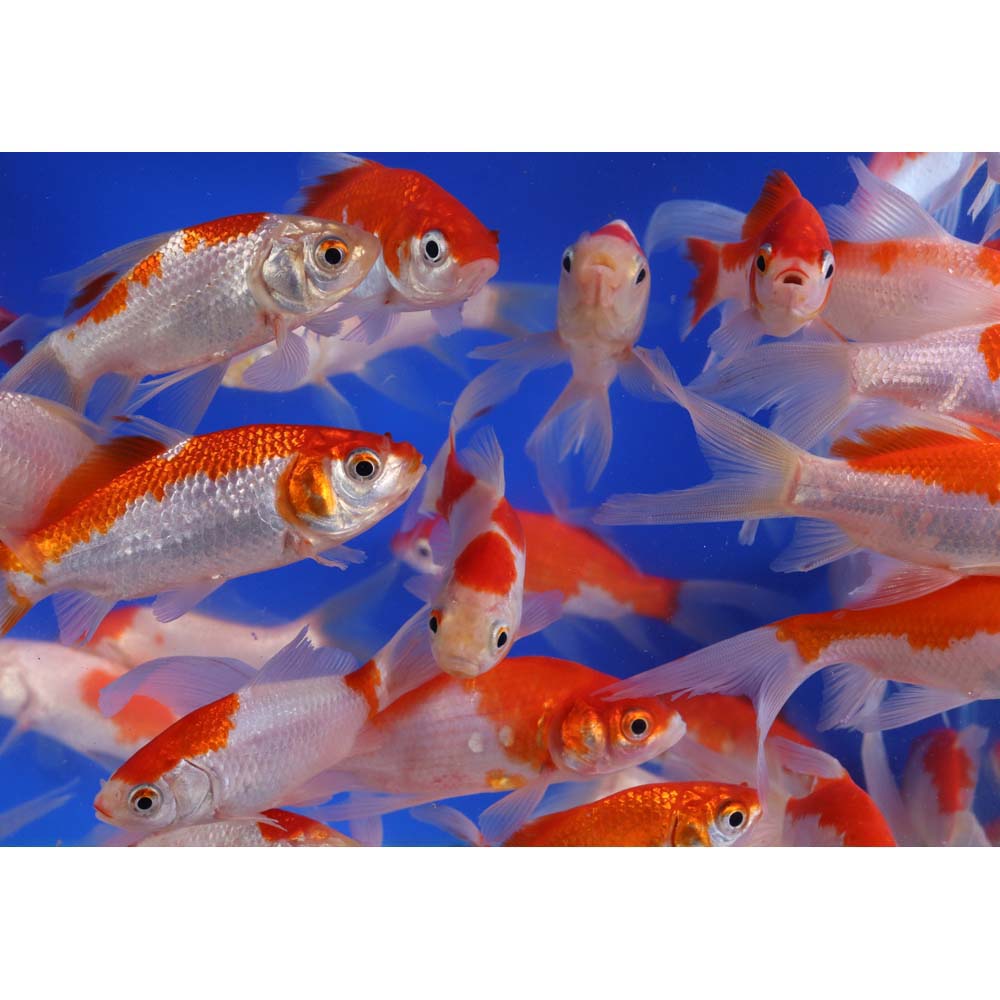 Sarasa Comet 4-5" - Image 6