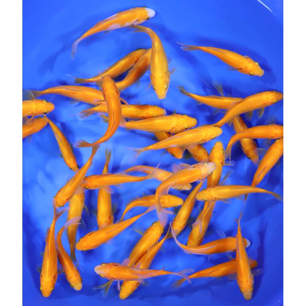 Alternative view of Apricot Comet 4-5"