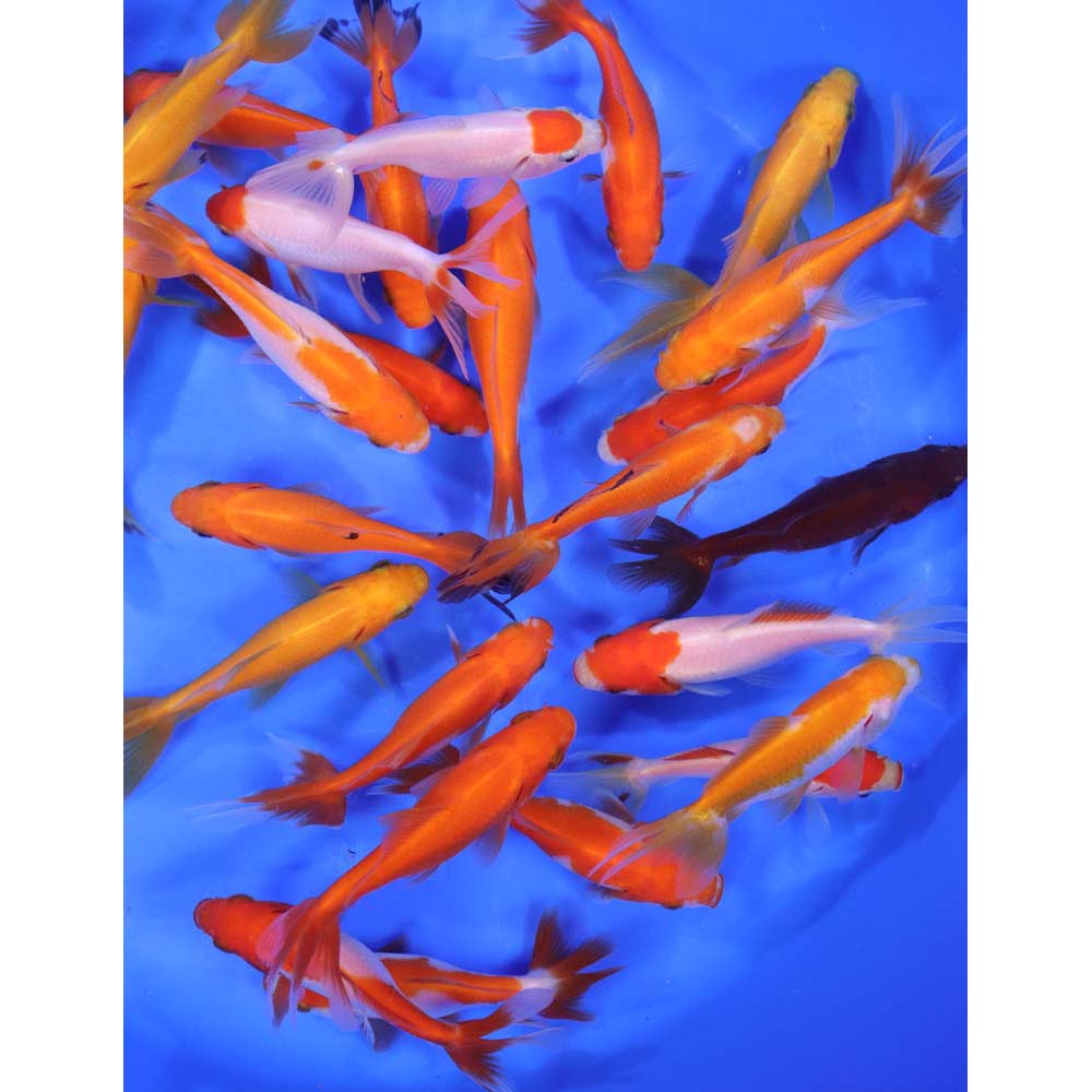 Alternative view of Wakin Goldfish Mixed MD