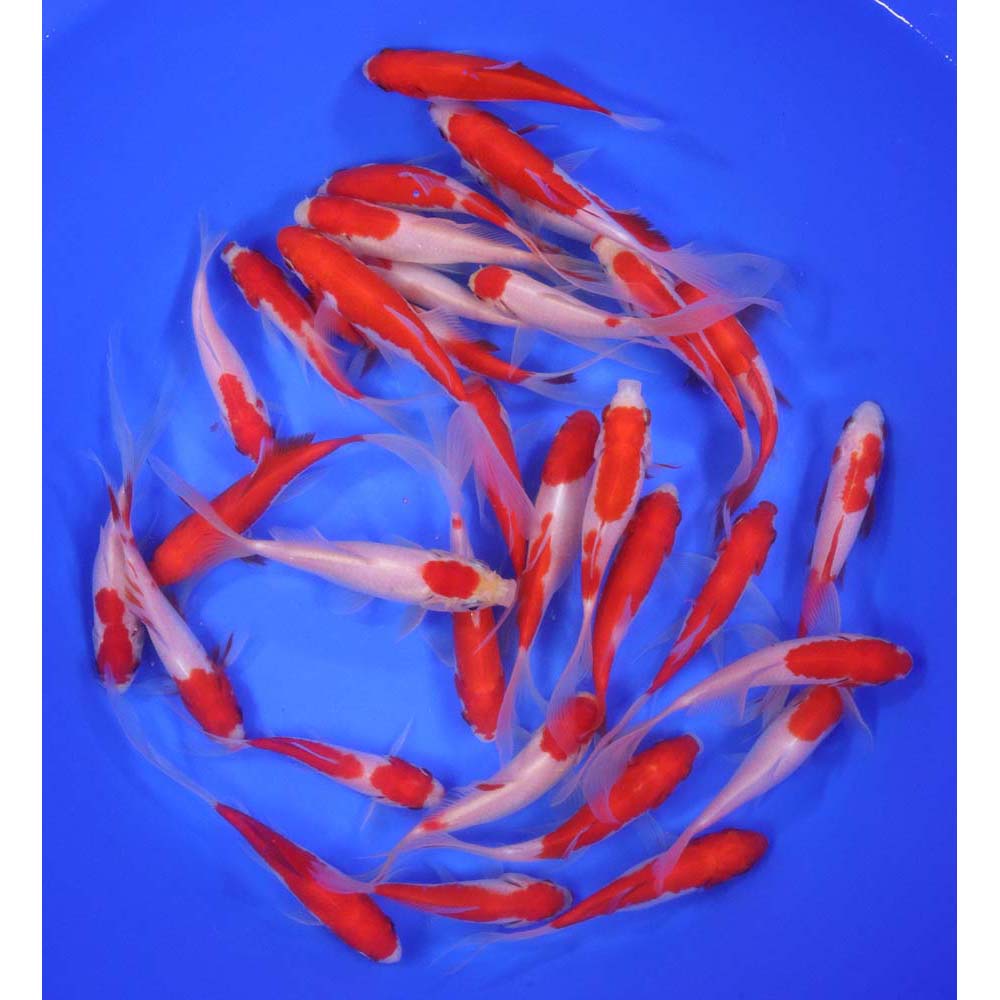 Alternative view of Premium Longtail Sarasa Comet 4-5"