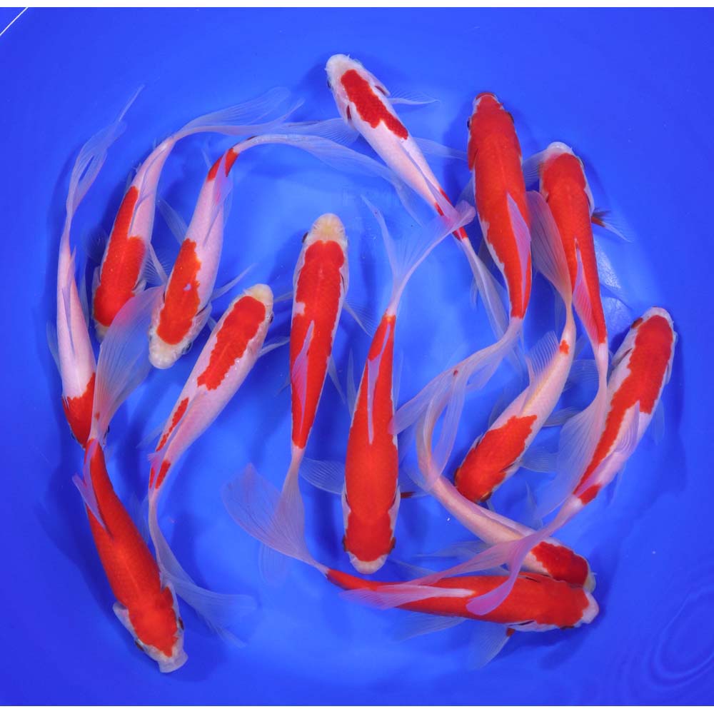 Premium Longtail Red Comet 5-6"