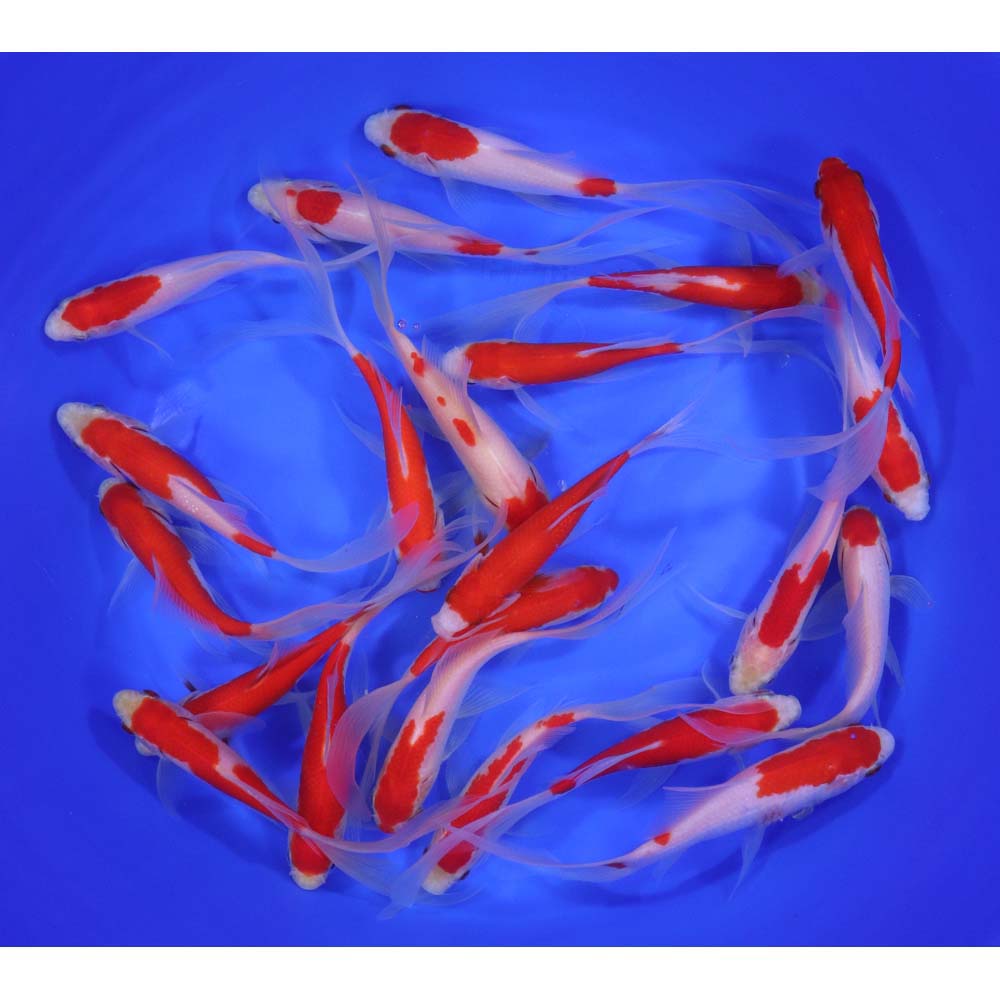 Premium Longtail Sarasa Comet 5-6"