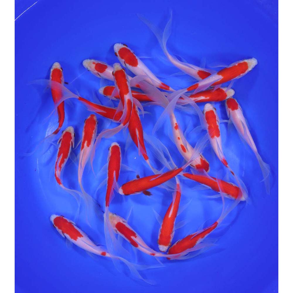 Alternative view of Premium Longtail Sarasa Comet 5-6"