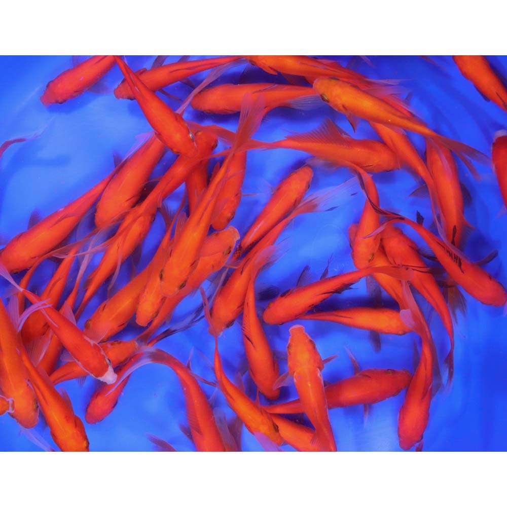 Alternative view of Premium Longtail Red Comet 3-4"