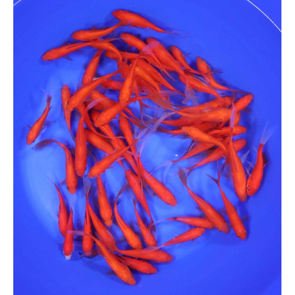 Premium Longtail Red Comet 3-4" - Image 3