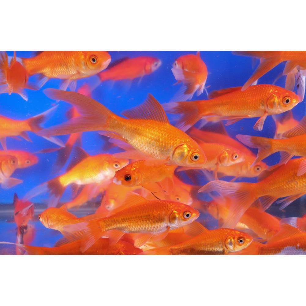 Premium Longtail Red Comet 3-4" - Image 4