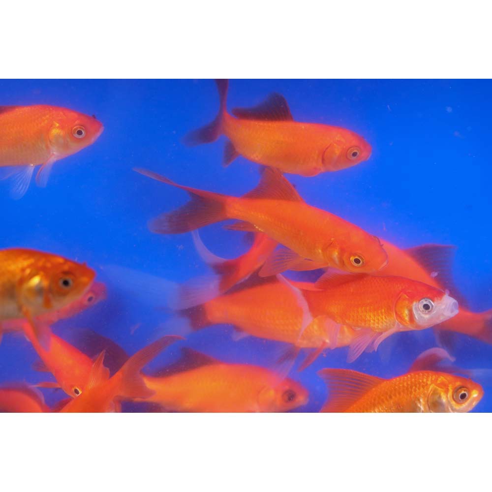 Premium Longtail Red Comet 3-4" - Image 5