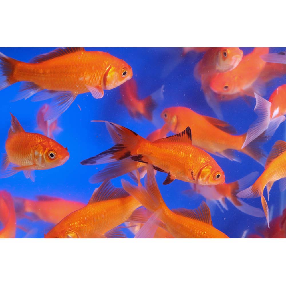 Premium Longtail Red Comet 3-4" - Image 6