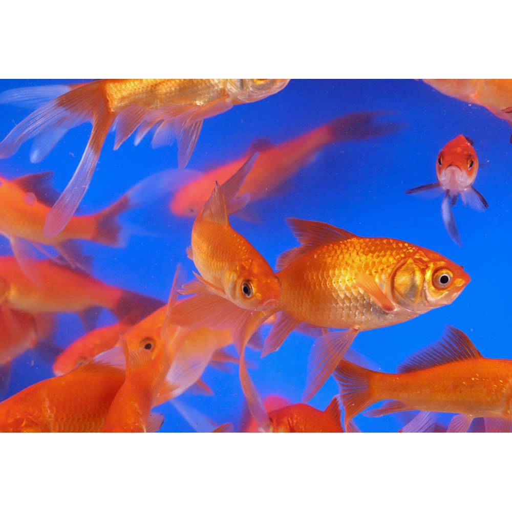 Premium Longtail Red Comet 3-4" - Image 7