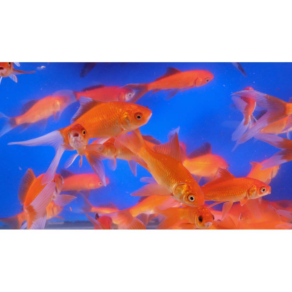 Premium Longtail Red Comet 3-4" - Image 8