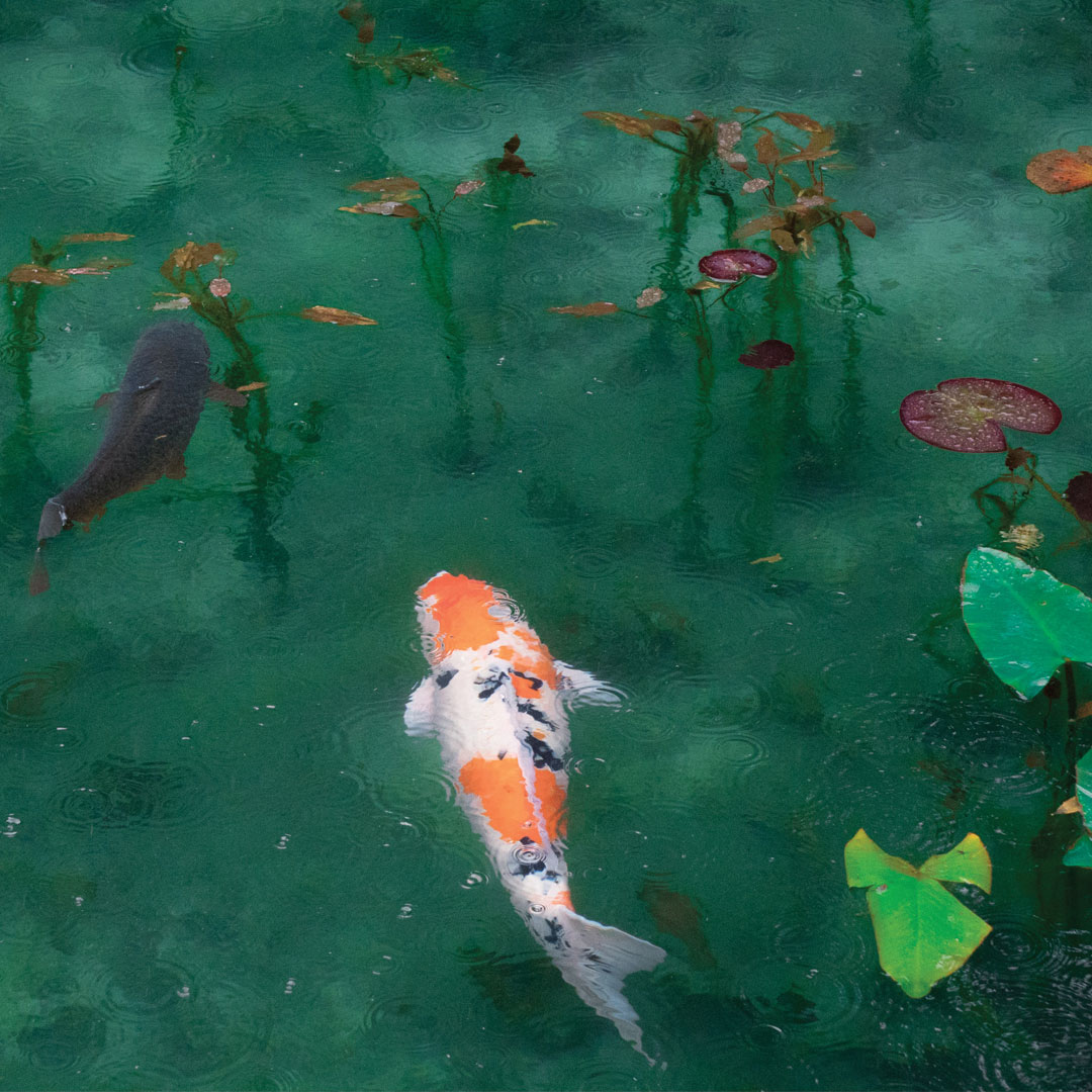 Koi swimming in pond