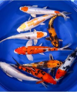 Alternative view of Premium Select Koi 6-7"