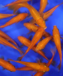 Alternative view of Apricot Comet 5-6"