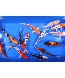 Premium Koi 8-10"
